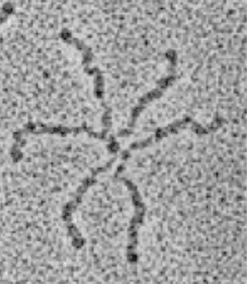 Image: Electron microscope image of glycoprotein Tenascin-C (TNC) (Photo courtesy of Dr. Harold Erickson, Duke University).